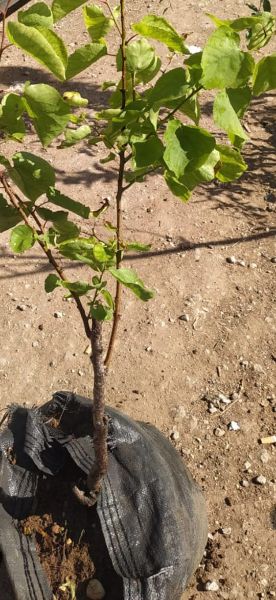 Picture of Apricot Tree