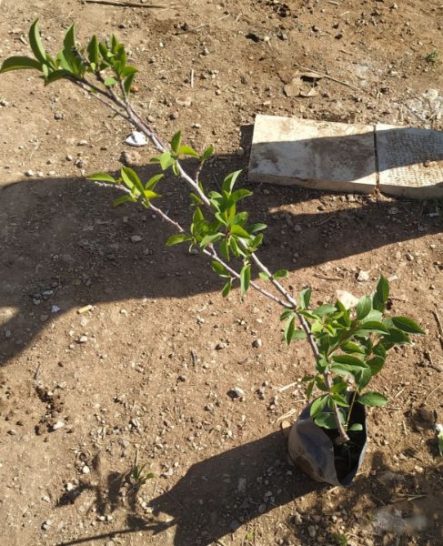 Picture of Greengages Tree