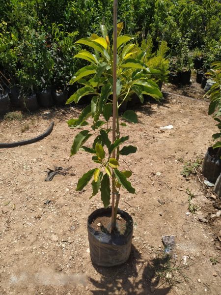 Picture of Avocado Tree