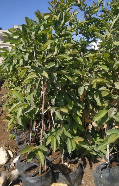 Picture of Guava Tree