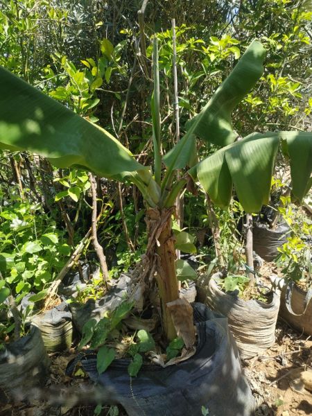 Picture of Banana Tree